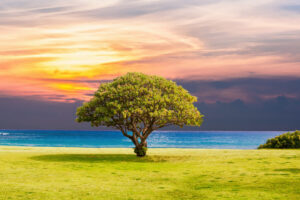 Tree Grass Beach Ocean Landscape 5K9262410492